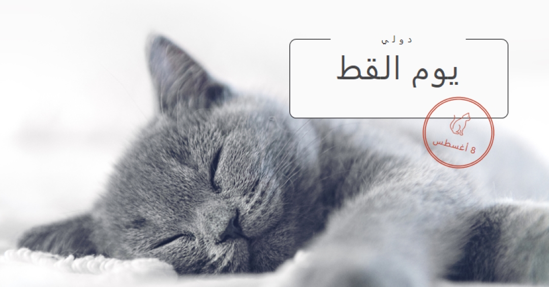 قيلولة قطة gray modern-simple