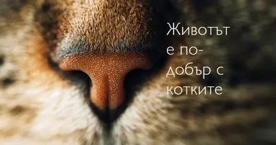 Животът е по-добър с котките brown modern-simple