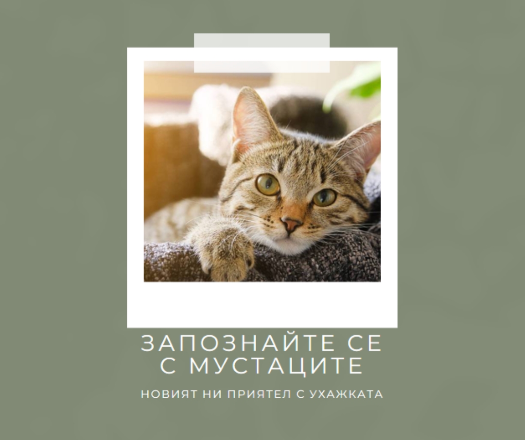 Запознайте се с новата ни котка green modern-simple