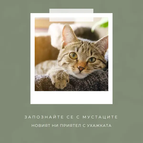 Запознайте се с новата ни котка green modern-simple