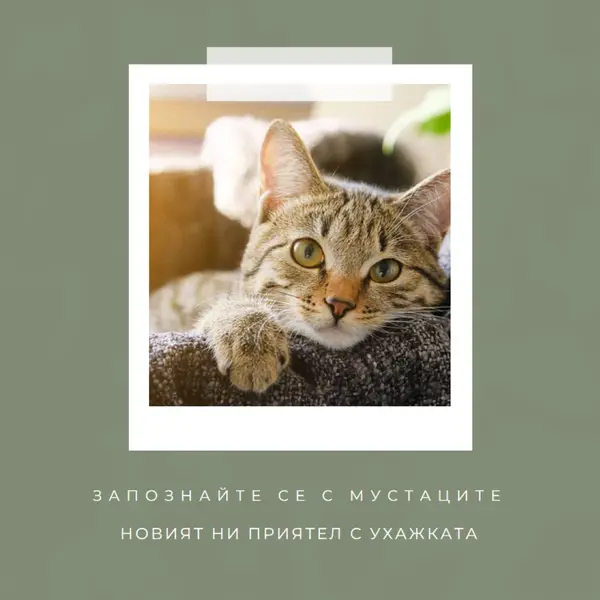 Запознайте се с новата ни котка green modern-simple