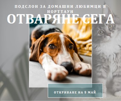 Котки и кучета gray modern-simple