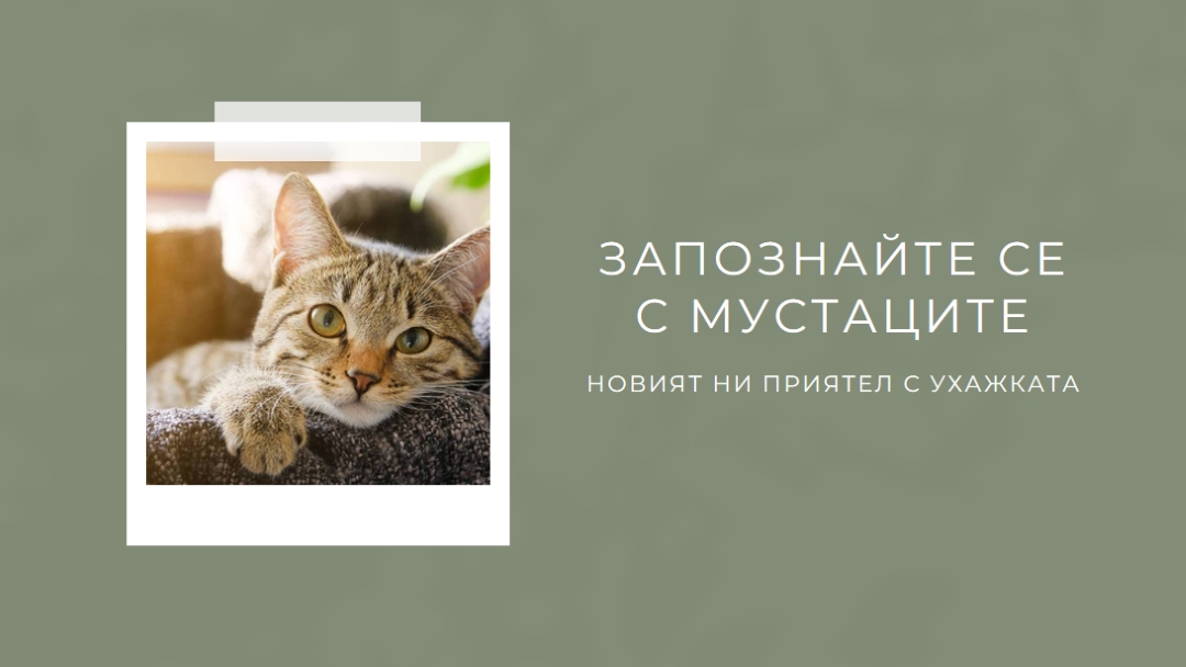 Запознайте се с новата ни котка green modern-simple