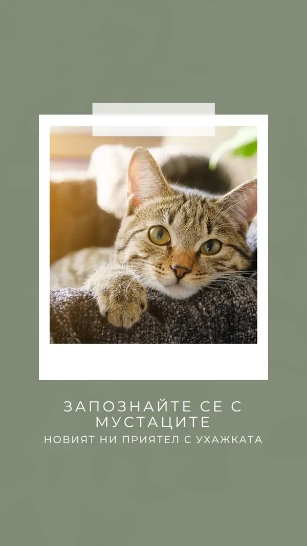 Запознайте се с новата ни котка green modern-simple