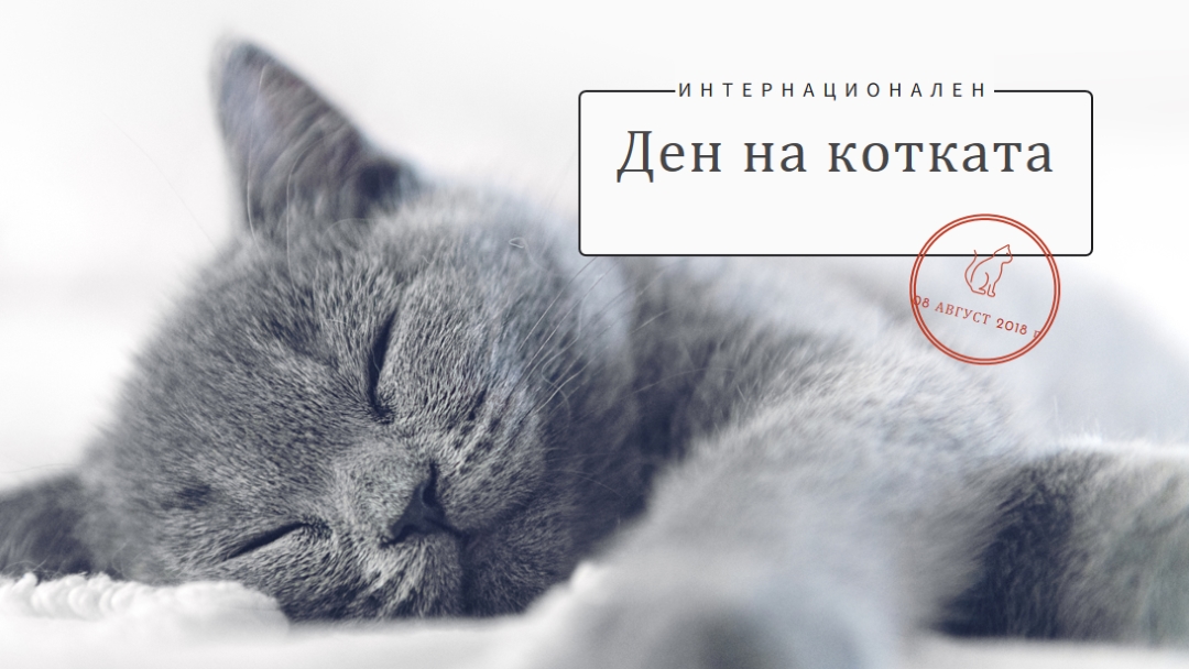 Дрямка на котка gray modern-simple