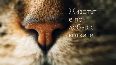 Животът е по-добър с котките brown modern-simple