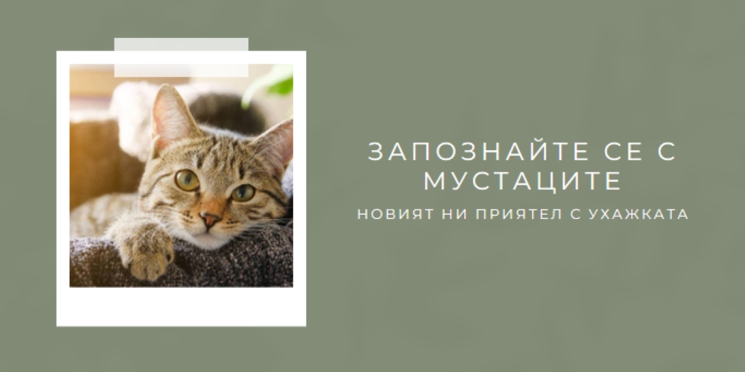 Запознайте се с новата ни котка green modern-simple