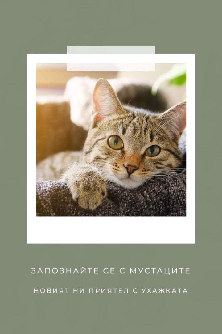 Запознайте се с новата ни котка green modern-simple