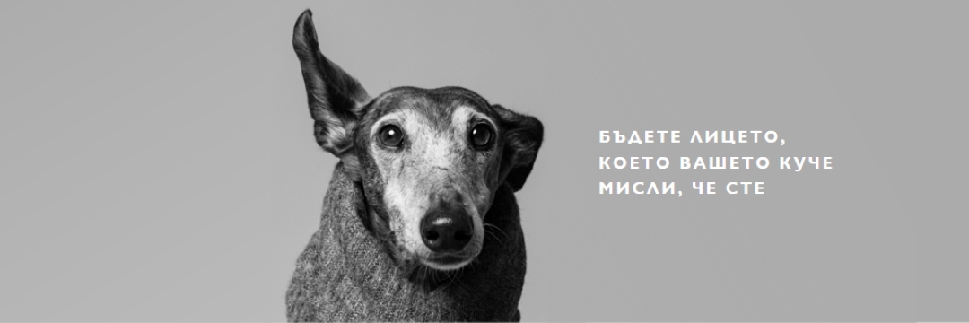 Кученцето обича gray modern-simple