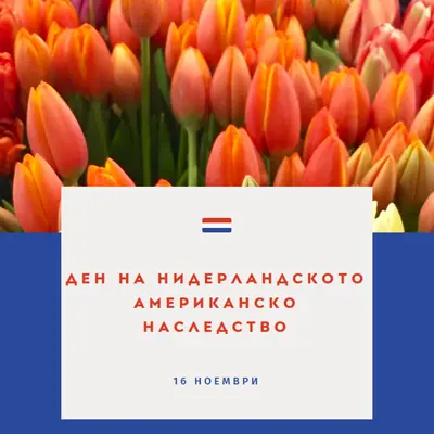 Празнуване на холандски корени orange modern-simple