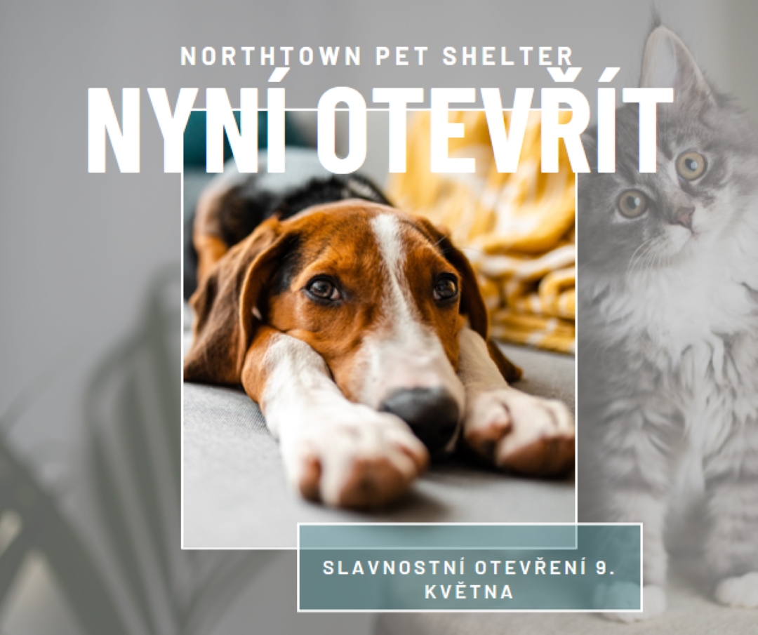 Kočky a psi gray modern-simple