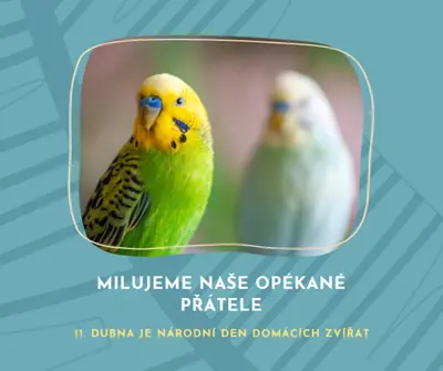 Peří společně blue organic-simple