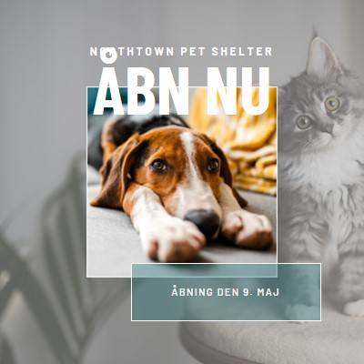 Katte og hunde gray modern-simple