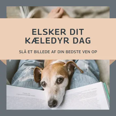 Din bedste ven gray modern-simple