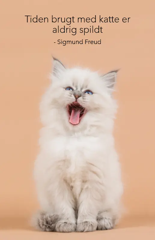 Katteplakat modern-simple