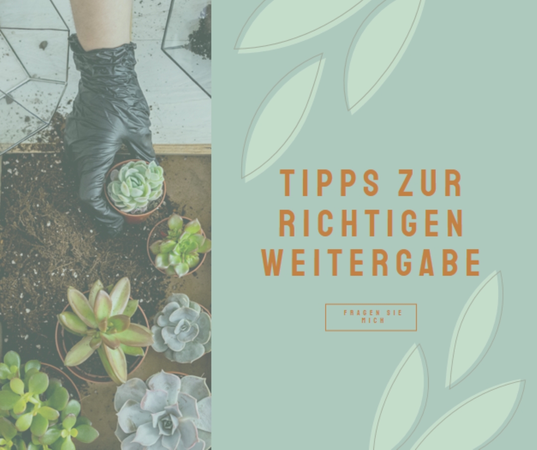 Einfach sukkulent green organic-simple