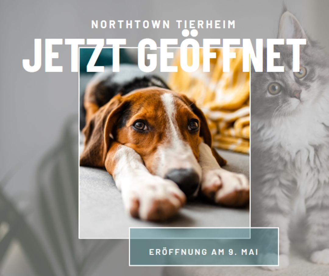 Katzen und Hunde gray modern-simple