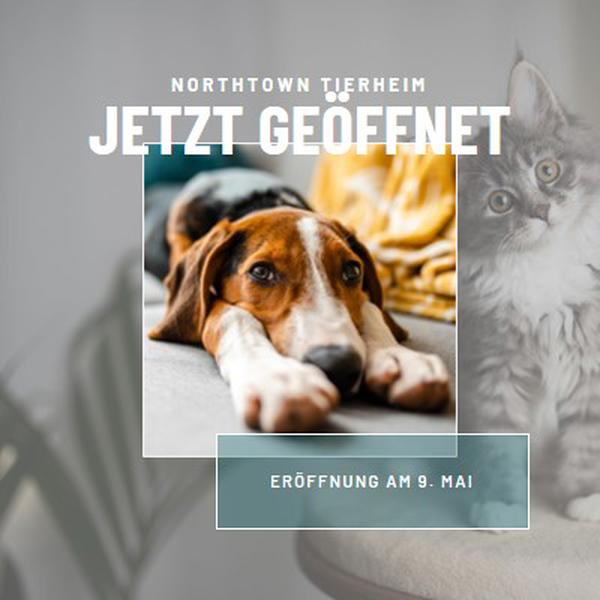 Katzen und Hunde gray modern-simple