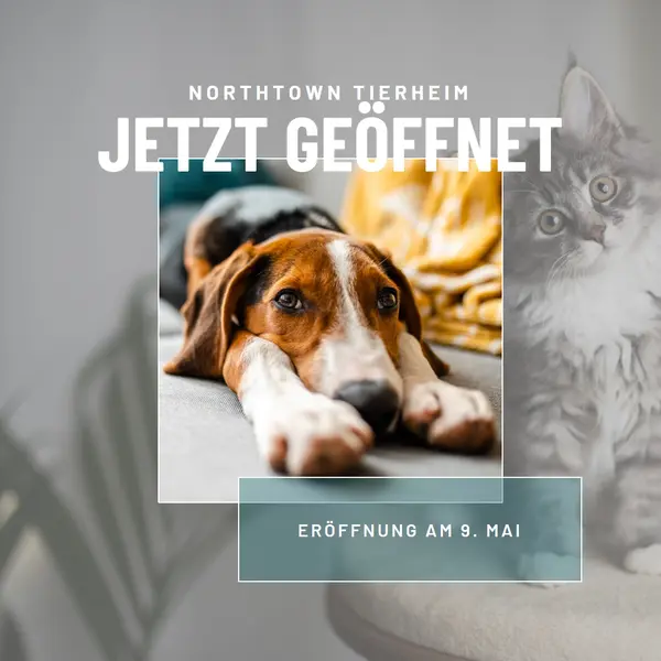 Katzen und Hunde gray modern-simple