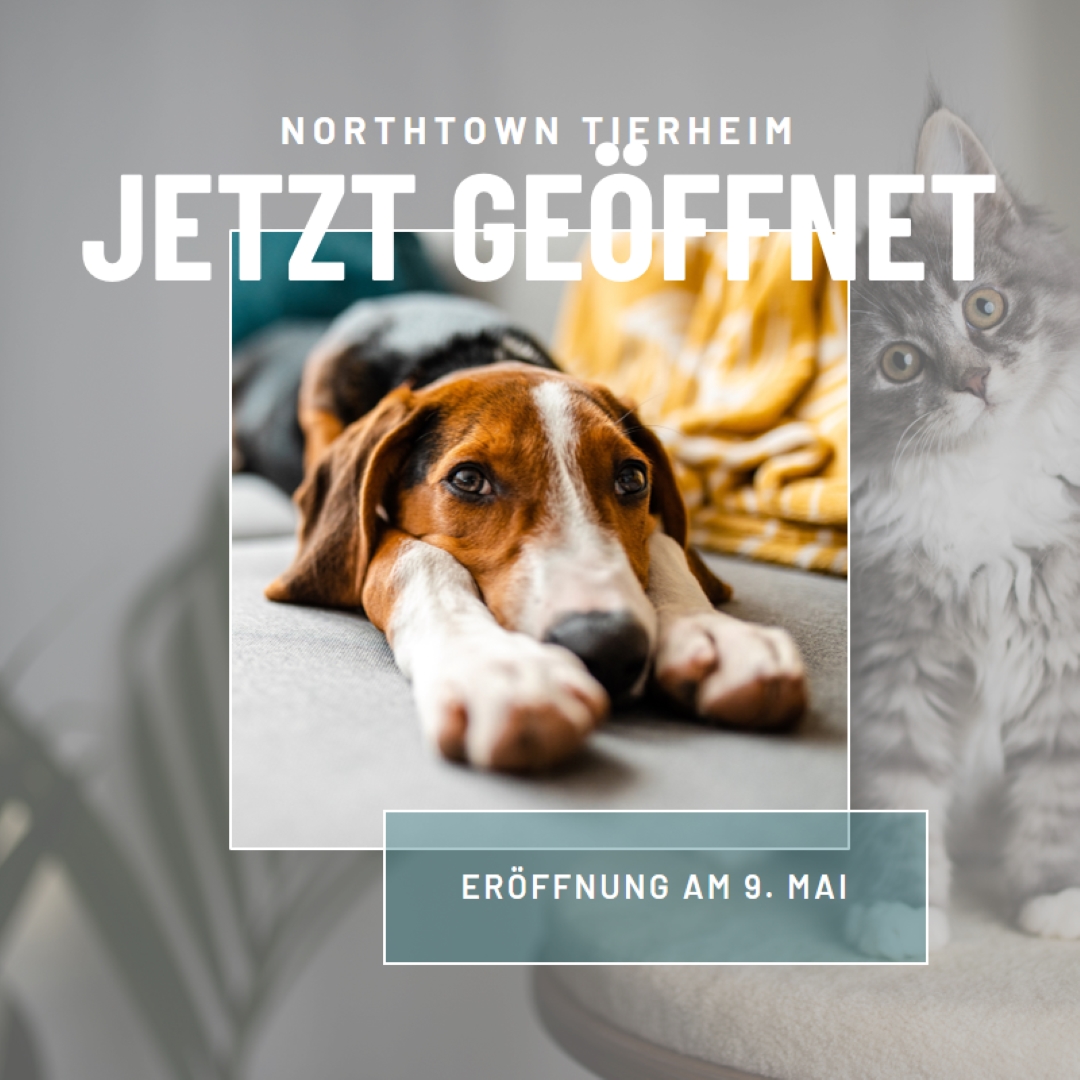 Katzen und Hunde gray modern-simple