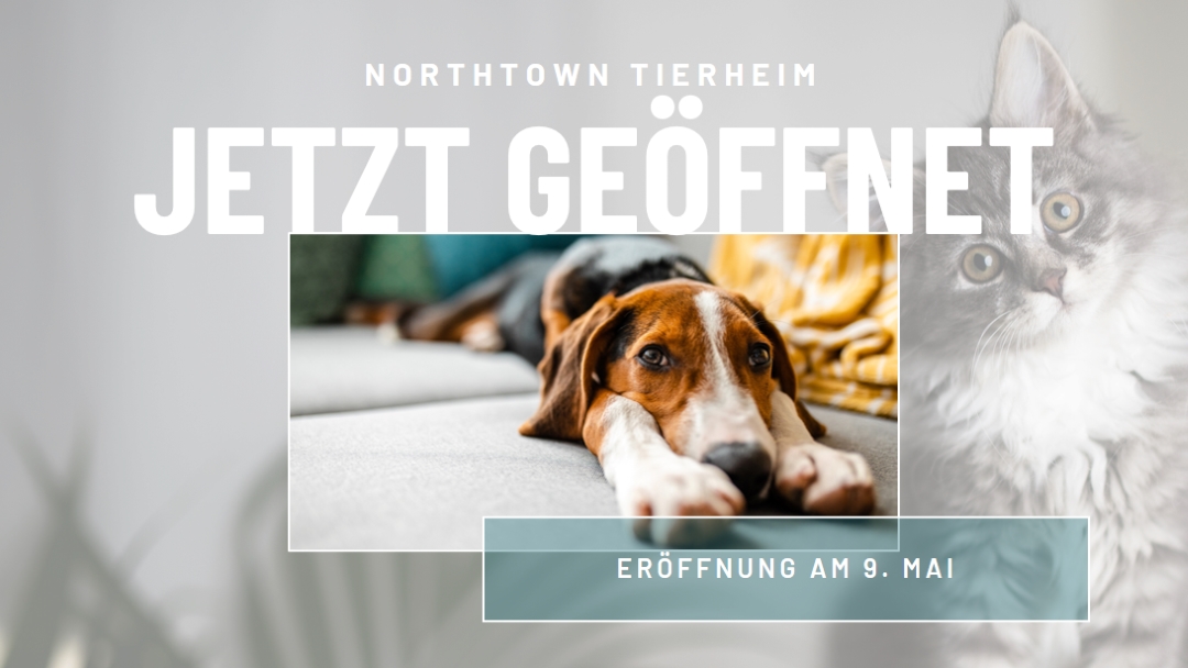 Katzen und Hunde gray modern-simple