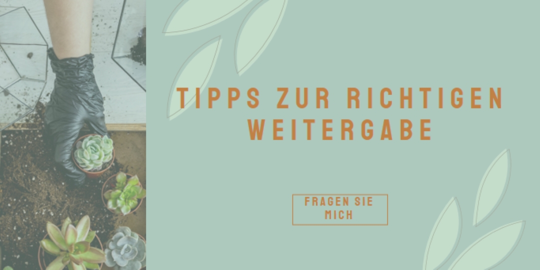 Einfach sukkulent green organic-simple