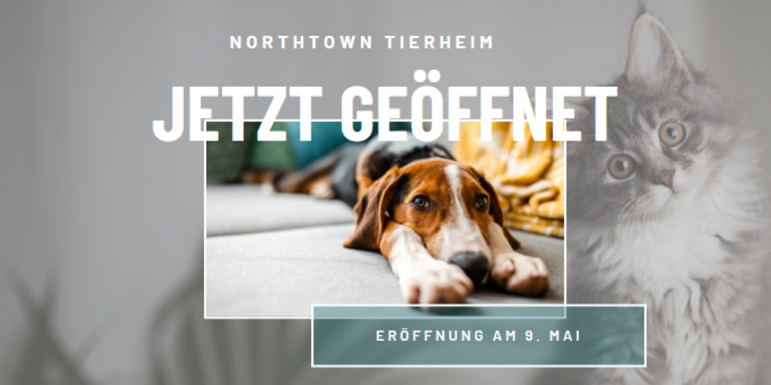 Katzen und Hunde gray modern-simple