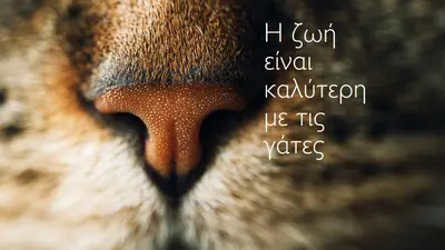Η ζωή είναι καλύτερη με τις γάτες brown modern-simple