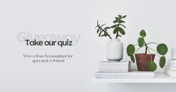 Pot quiz gray modern-simple