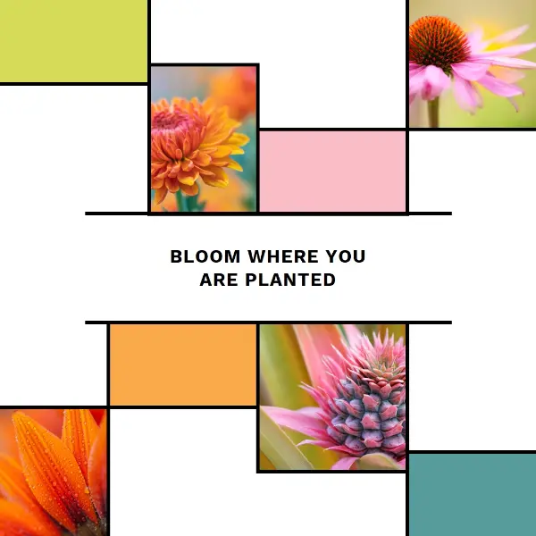 Bloom where you're planted white modern-geo-&-linear