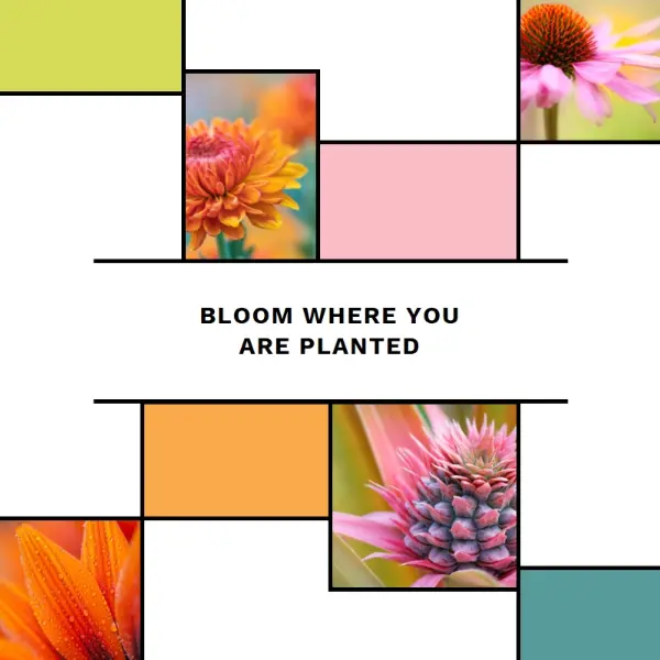 Bloom where you're planted white modern-geo-&-linear