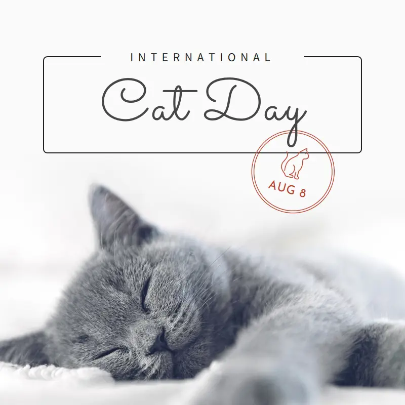 Cat nap gray modern-simple