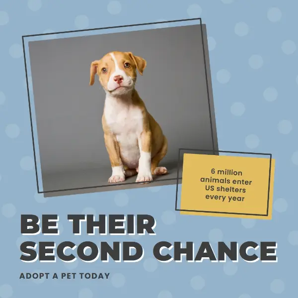 Second chance pup blue modern-bold