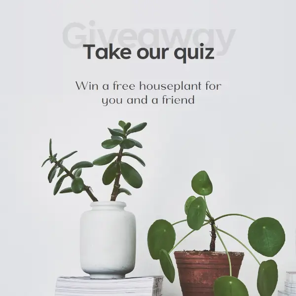 Pot quiz gray modern-simple