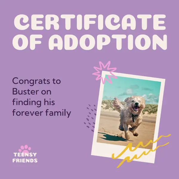 Certificate of dog adoption Purple simple, playful, polaroid, fun, bright, squiggle