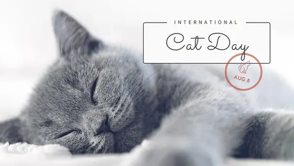 Cat nap gray modern-simple