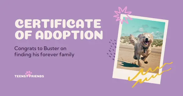 Certificate of dog adoption