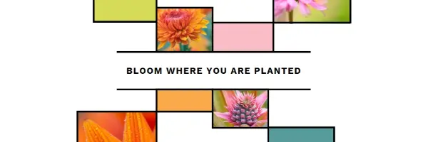 Bloom where you're planted white modern-geo-&-linear