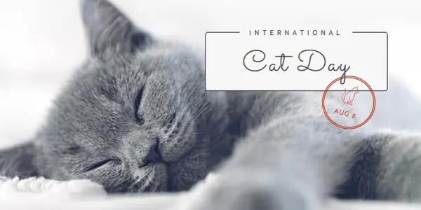 Cat nap gray modern-simple