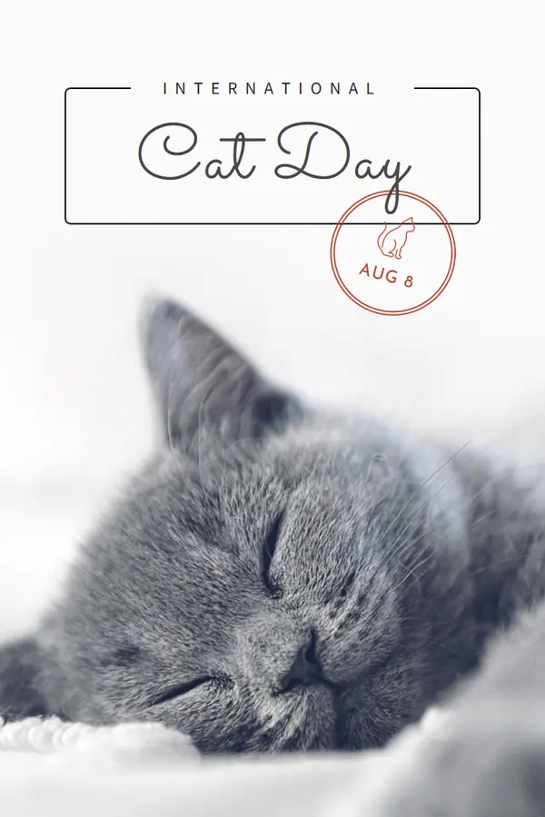 Cat nap gray modern-simple