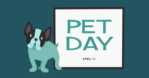 Prepare for Pet Day blue modern-color-block