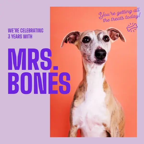 Celebrating 3 years with Mrs. Bones Purple bold, simple, pets