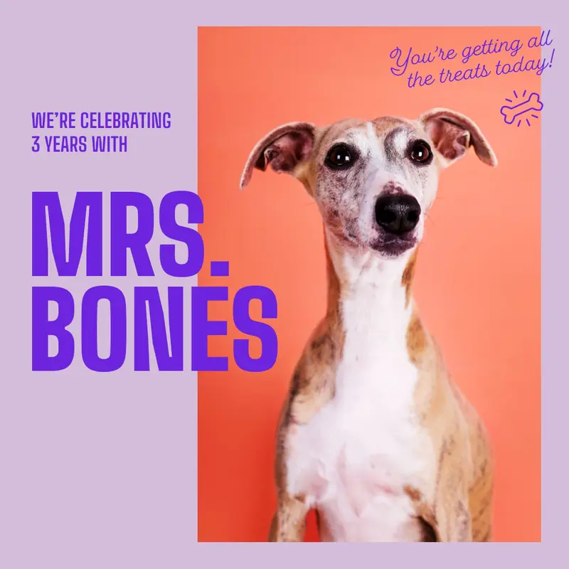 Celebrating 3 years with Mrs. Bones Purple bold, simple, pets