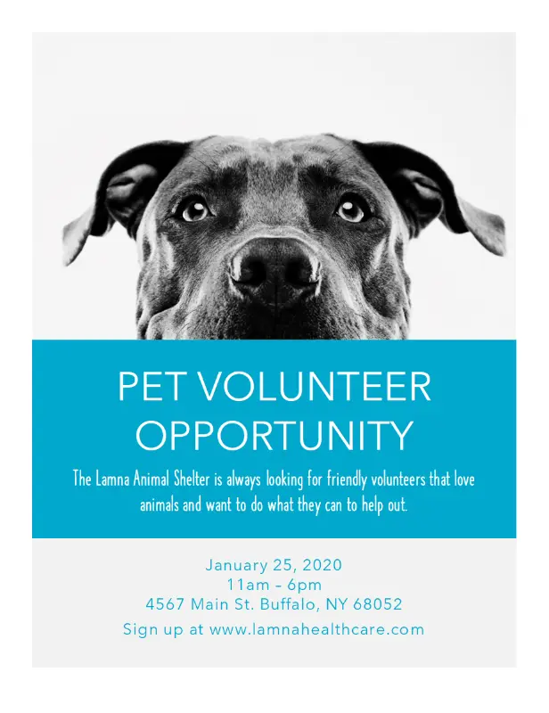 Pet volunteer opportunity flyer blue modern-simple