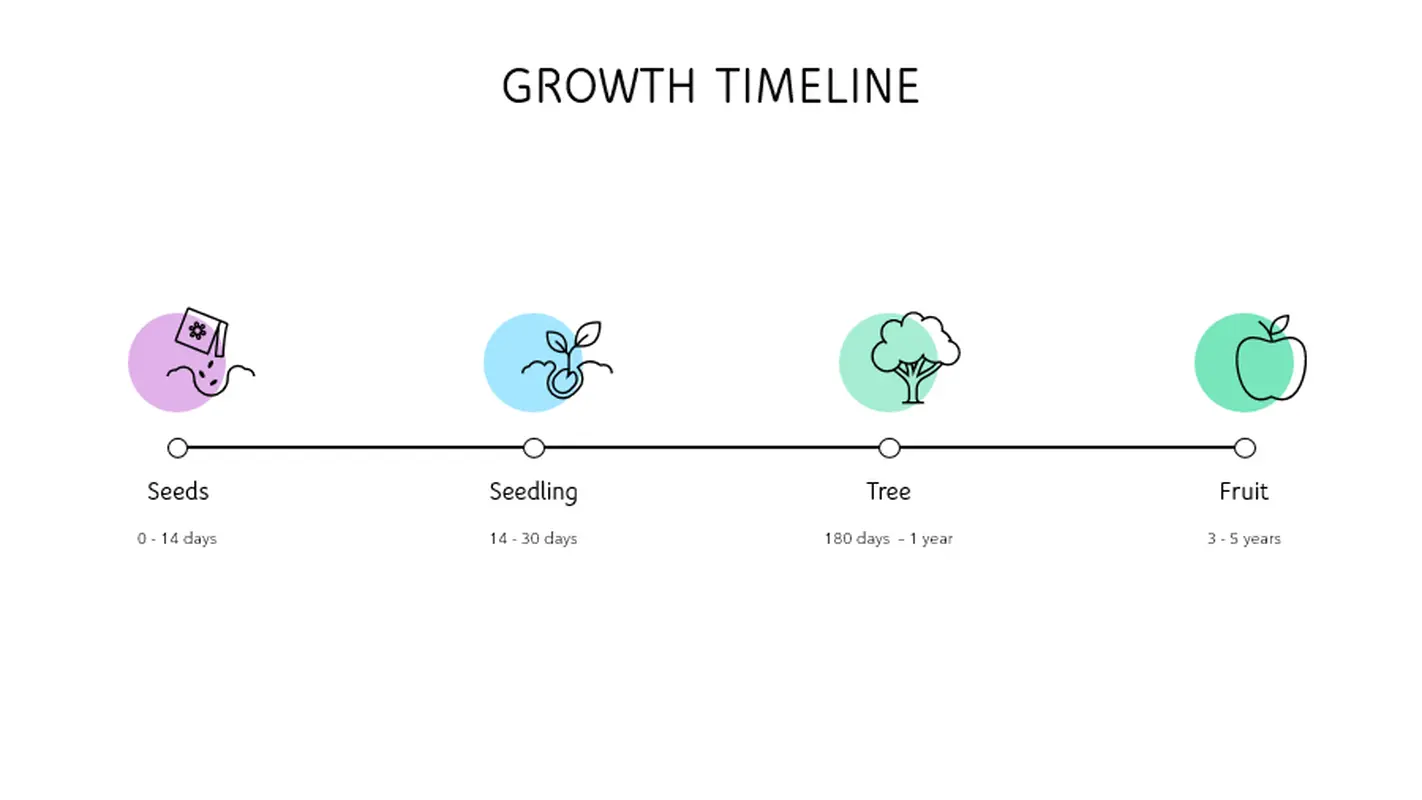 Growth timeline modern-simple