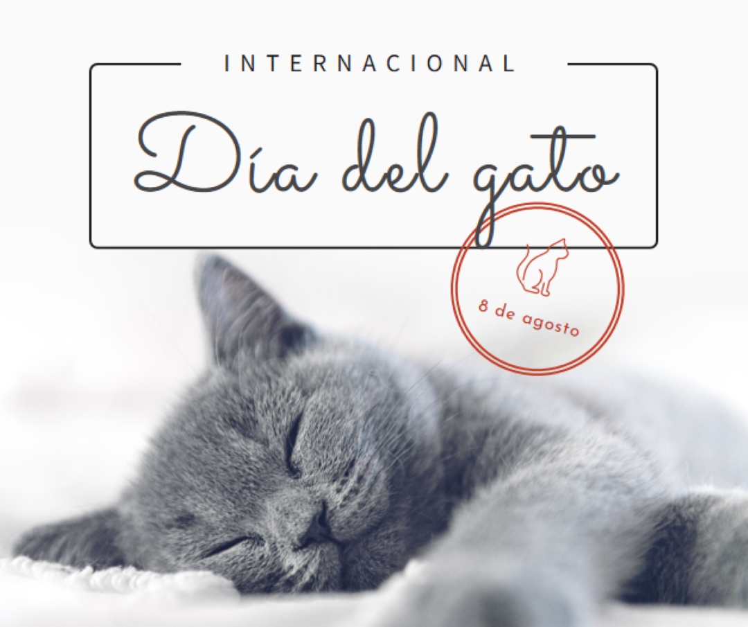 Siesta de gato gray modern-simple
