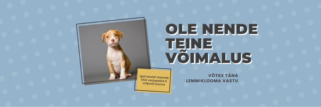 Teise võimalusega kutsikas blue modern-bold