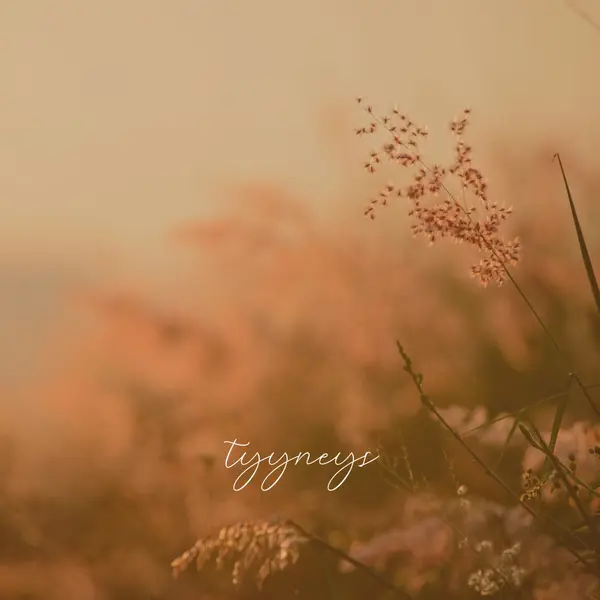 Tyyneyden kentät brown modern,minimal,nature,quiet,soft,plants