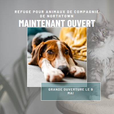 Chats et chiens gray modern-simple