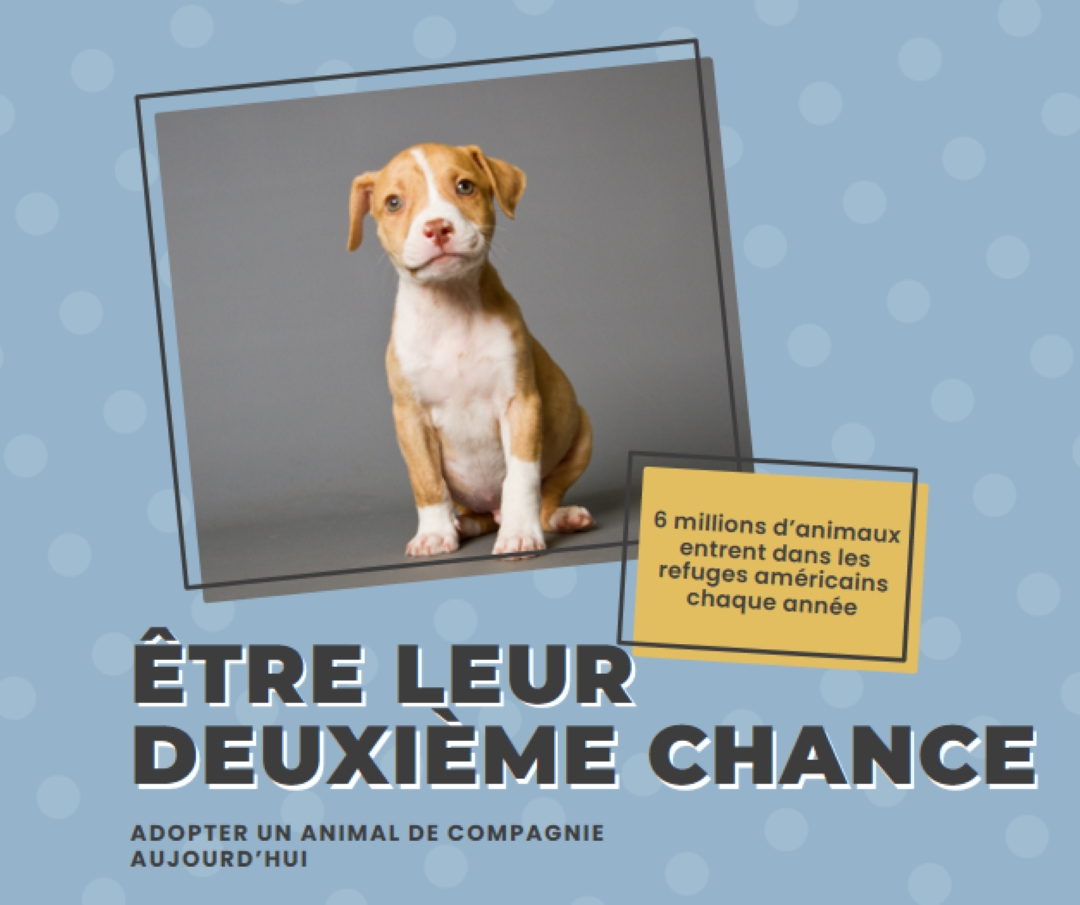 Chiot de la deuxième chance blue modern-bold